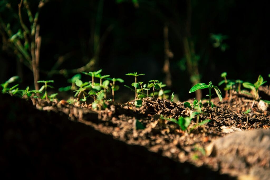Soil Health & Microbiome Testing rain y q8vyjpffzvi unsplash