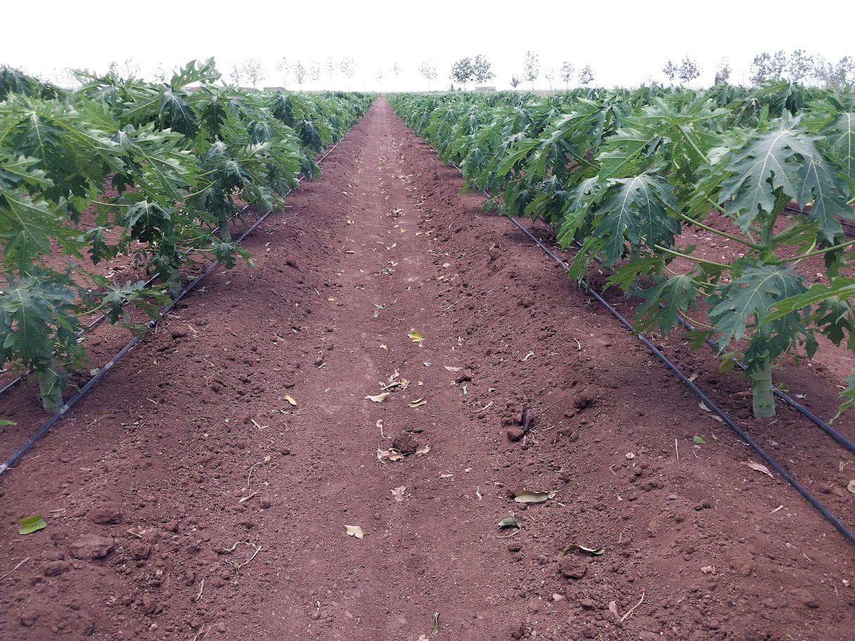 About Us regenerative crop advisory (1)